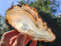 Polished Banded Agate Slices x 6 From Madagascar