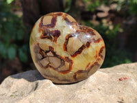 Polished Fossilized Septerye Hearts x 6 From Mahajanga, Madagascar