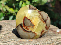 Polished Fossilized Septerye Hearts x 6 From Mahajanga, Madagascar