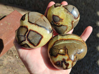 Polished Fossilized Septerye Hearts x 6 From Mahajanga, Madagascar