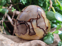 Polished Fossilized Septerye Hearts x 6 From Mahajanga, Madagascar