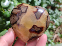 Polished Fossilized Septerye Hearts x 6 From Mahajanga, Madagascar