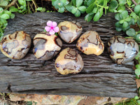 Polished Fossilized Septerye Hearts x 6 From Mahajanga, Madagascar
