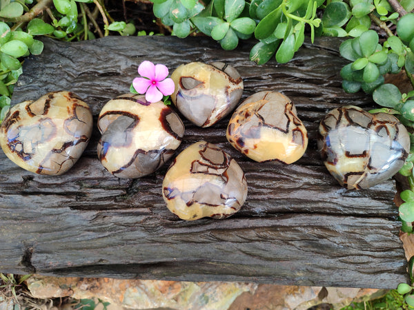 Polished Fossilized Septerye Hearts x 6 From Mahajanga, Madagascar