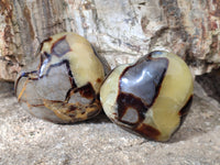 Polished Fossilized Septerye Hearts x 6 From Mahajanga, Madagascar