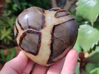 Polished Fossilized Septerye Hearts x 6 From Mahajanga, Madagascar