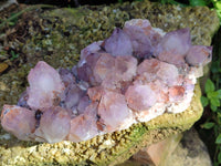 Natural Cactus Flower Sunburst Spirit Amethyst Clusters x 2 From South Africa