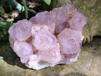 Natural Cactus Flower Sunburst Spirit Amethyst Clusters x 2 From South Africa