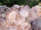 Natural Cactus Flower Sunburst Spirit Amethyst Clusters x 2 From South Africa - Toprock Gemstones and Minerals 