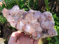 Natural Cactus Flower Sunburst Spirit Amethyst Clusters x 2 From South Africa