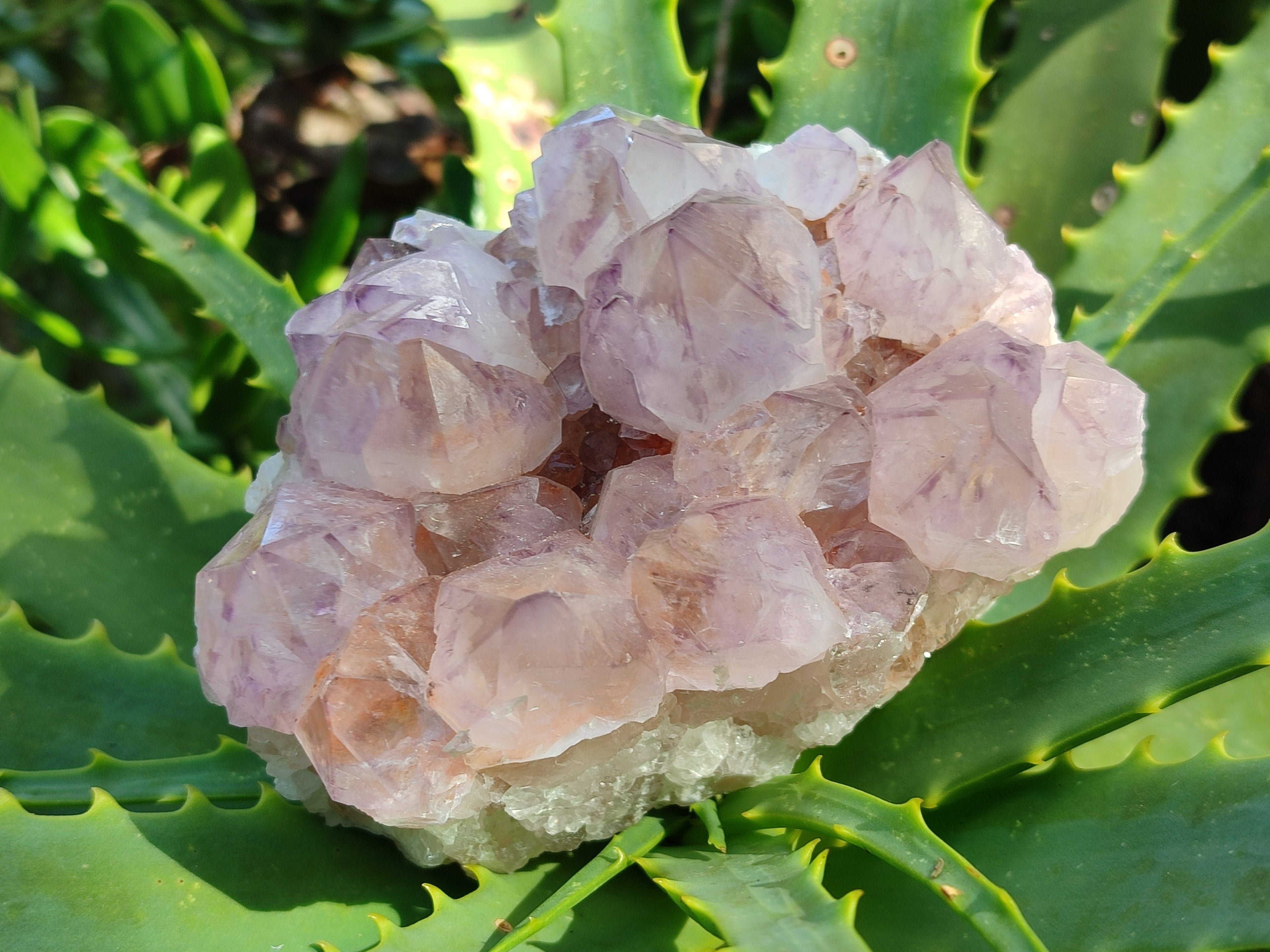 Natural Cactus Flower Sunburst Spirit Amethyst Clusters x 2 From South Africa - Toprock Gemstones and Minerals 