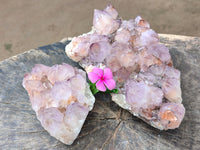Natural Cactus Flower Sunburst Spirit Amethyst Clusters x 2 From South Africa