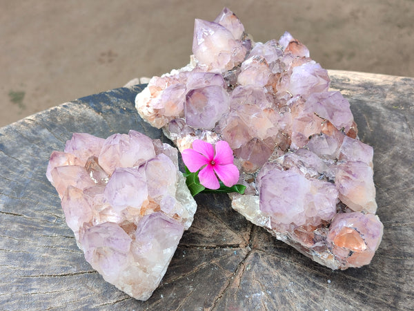 Natural Cactus Flower Sunburst Spirit Amethyst Clusters x 2 From South Africa