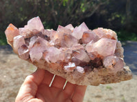 Natural Cactus Flower Sunburst Spirit Amethyst Clusters x 2 From South Africa