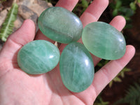 Polished Green Fluorite Palm Stones x 20 From Madagascar