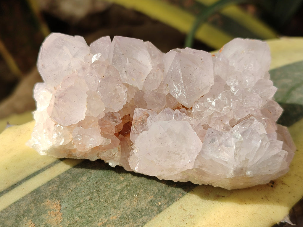 Natural White Cactus Spirit Amethyst Clusters x 6 From South Africa - Toprock Gemstones and Minerals 