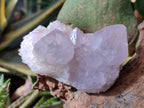 Natural White Cactus Spirit Amethyst Clusters x 6 From South Africa - Toprock Gemstones and Minerals 