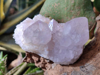 Natural White Cactus Spirit Amethyst Clusters x 6 From South Africa
