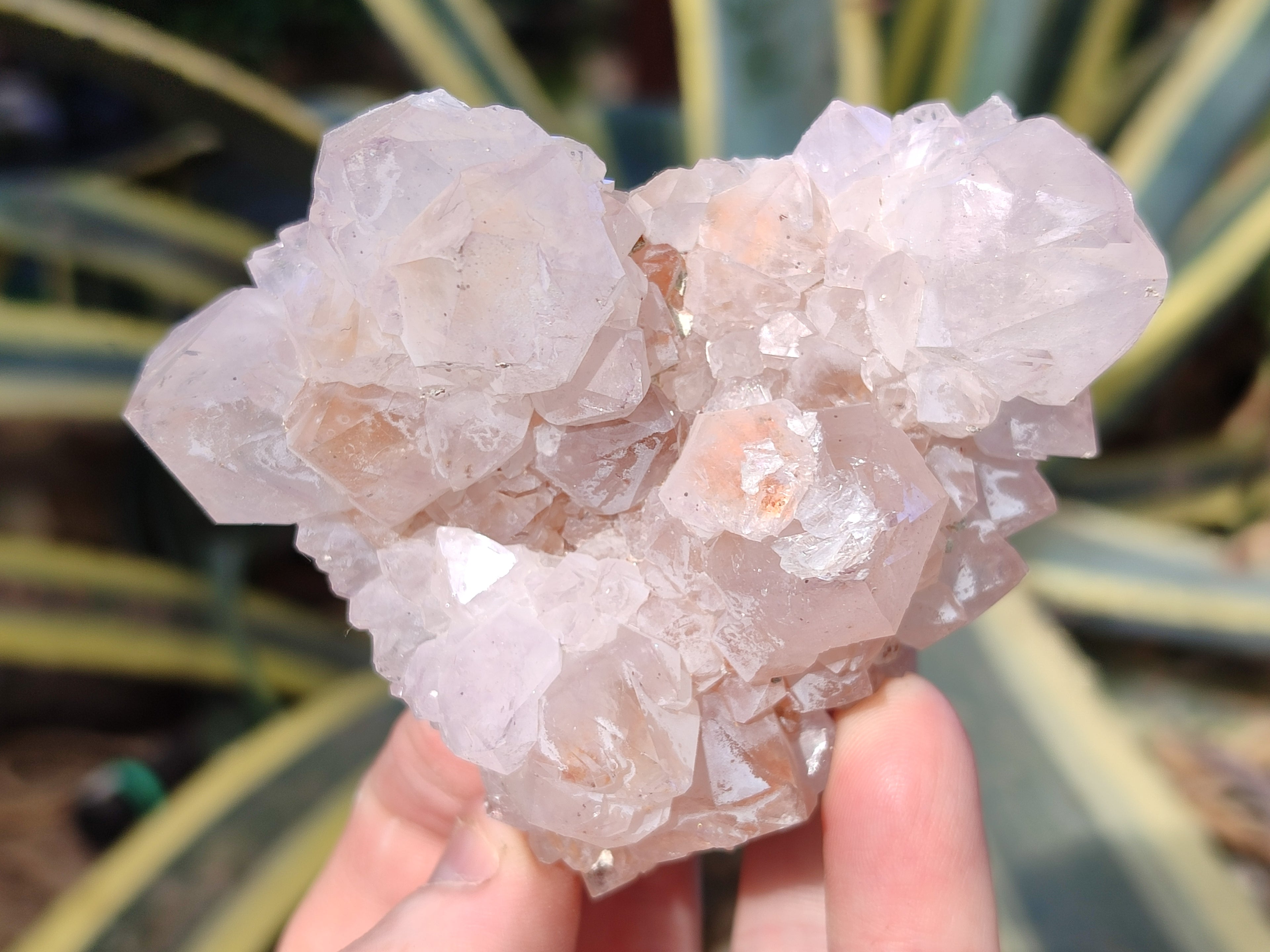 Natural White Cactus Spirit Amethyst Clusters x 6 From South Africa - Toprock Gemstones and Minerals 