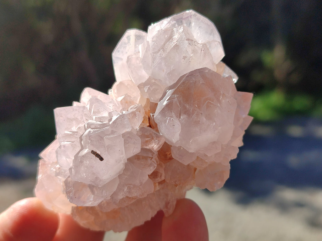 Natural White Cactus Spirit Amethyst Clusters x 6 From South Africa - Toprock Gemstones and Minerals 