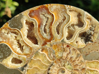 Polished Cleoniceras Ammonite Fossils Pair x 1 Pair From Mahajanga, Madagascar