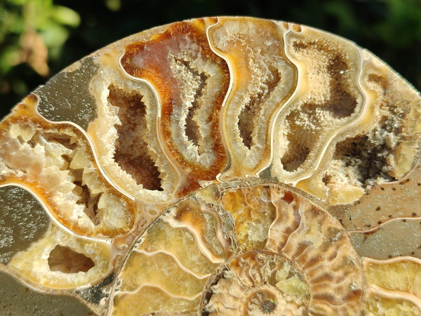 Polished Cleoniceras Ammonite Fossils Pair x 1 Pair From Mahajanga, Madagascar