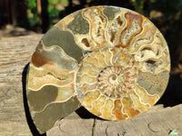 Polished Cleoniceras Ammonite Fossils Pair x 1 Pair From Mahajanga, Madagascar