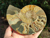 Polished Cleoniceras Ammonite Fossils Pair x 1 Pair From Mahajanga, Madagascar