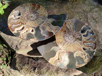 Polished Cleoniceras Ammonite Fossils Pair x 1 Pair From Mahajanga, Madagascar