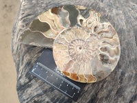 Polished Cleoniceras Ammonite Fossils Pair x 1 Pair From Mahajanga, Madagascar