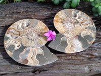 Polished Cleoniceras Ammonite Fossils Pair x 1 Pair From Mahajanga, Madagascar