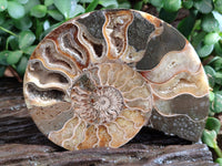 Polished Cleoniceras Ammonite Fossils Pair x 1 Pair From Mahajanga, Madagascar