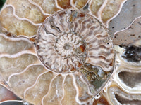 Polished Cleoniceras Ammonite Fossils Pair x 1 Pair From Mahajanga, Madagascar