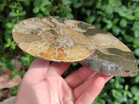Polished Cleoniceras Ammonite Fossils Pair x 1 Pair From Mahajanga, Madagascar