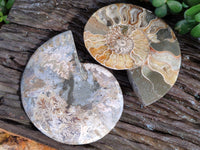 Polished Cleoniceras Ammonite Fossils Pair x 1 Pair From Mahajanga, Madagascar