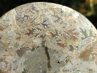 Polished Cleoniceras Ammonite Fossils Pair x 1 Pair From Mahajanga, Madagascar