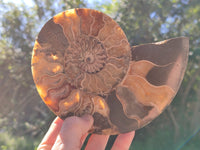 Polished Cleoniceras Ammonite Fossils Pair x 1 Pair From Mahajanga, Madagascar