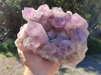 Natural Jacaranda Amethyst Quartz Cluster x 1 From Mumbwa, Zambia