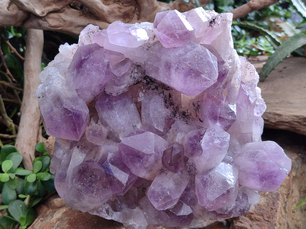 Natural Jacaranda Amethyst Quartz Cluster x 1 From Mumbwa, Zambia
