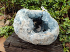 Natural Extra Large Celestite Geode Specimen x 1 From Sakoany, Madagascar - Toprock Gemstones and Minerals 
