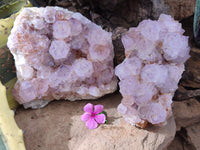Natural Cactus Flower Sunburst Spirit Amethyst Clusters x 2 From South Africa