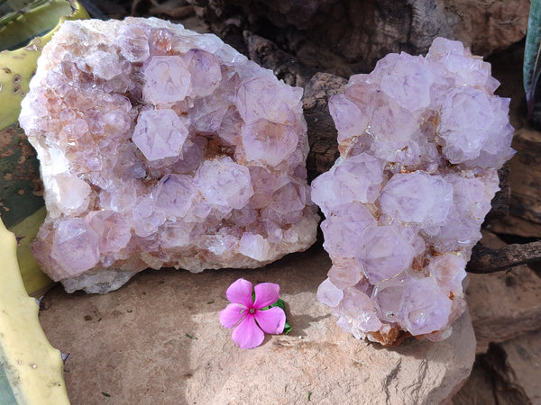 Natural Cactus Flower Sunburst Spirit Amethyst Clusters x 2 From South Africa