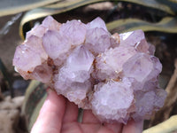 Natural Cactus Flower Sunburst Spirit Amethyst Clusters x 2 From South Africa