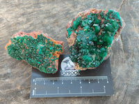 Natural Dioptase on Dolomite Matrix Specimens x 6 From Likasi, Congo