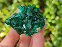 Natural Dioptase on Dolomite Matrix Specimens x 6 From Likasi, Congo