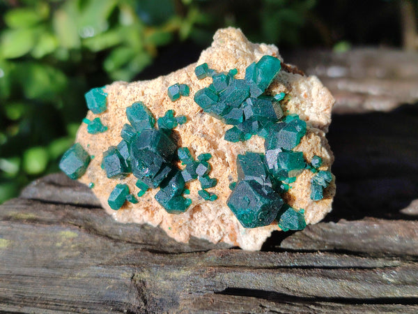 Natural Dioptase on Dolomite Matrix Specimens x 6 From Likasi, Congo