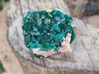 Natural Dioptase on Dolomite Matrix Specimens x 6 From Likasi, Congo