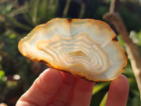 Polished Banded Agate Slices x 24 From Madagascar