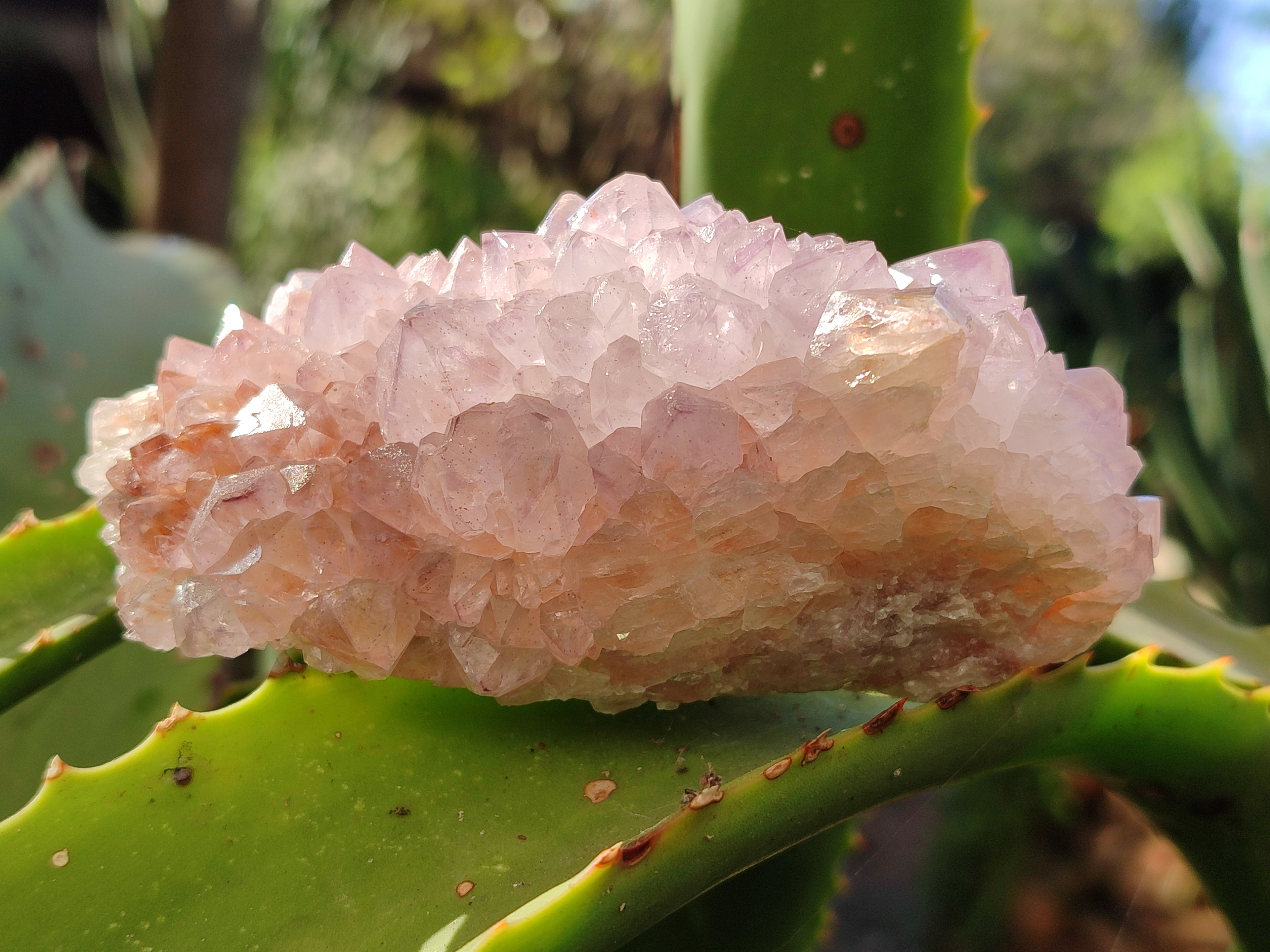 Natural Cactus Flower Sunburst Spirit Amethyst Clusters x 3 From South Africa - Toprock Gemstones and Minerals 