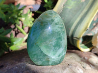 Polished Green Fluorite Standing Free Forms x 6 From Madagascar